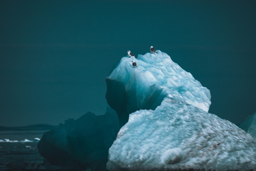 a group of birds sitting on top of an iceberg