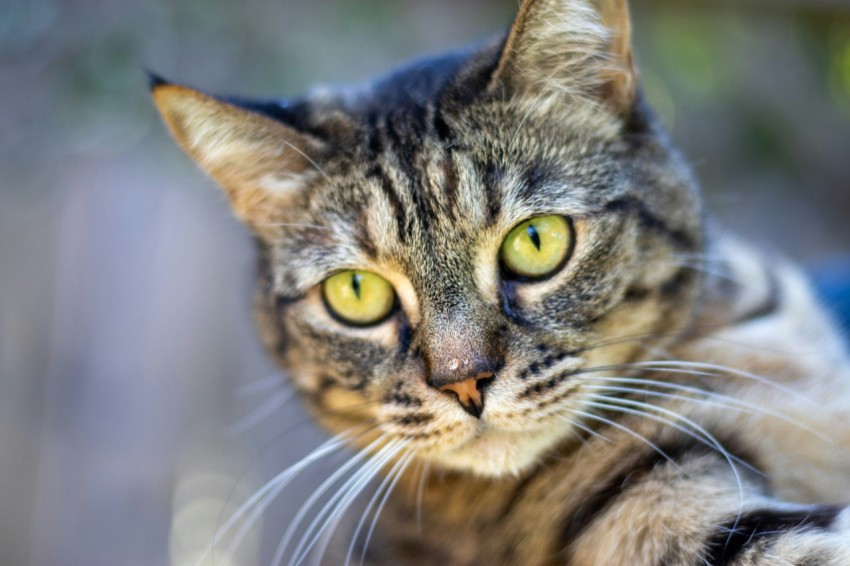 a close up of a cat with green eyes