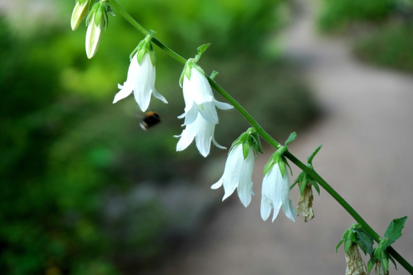 a close up of a white flower with a bee on it