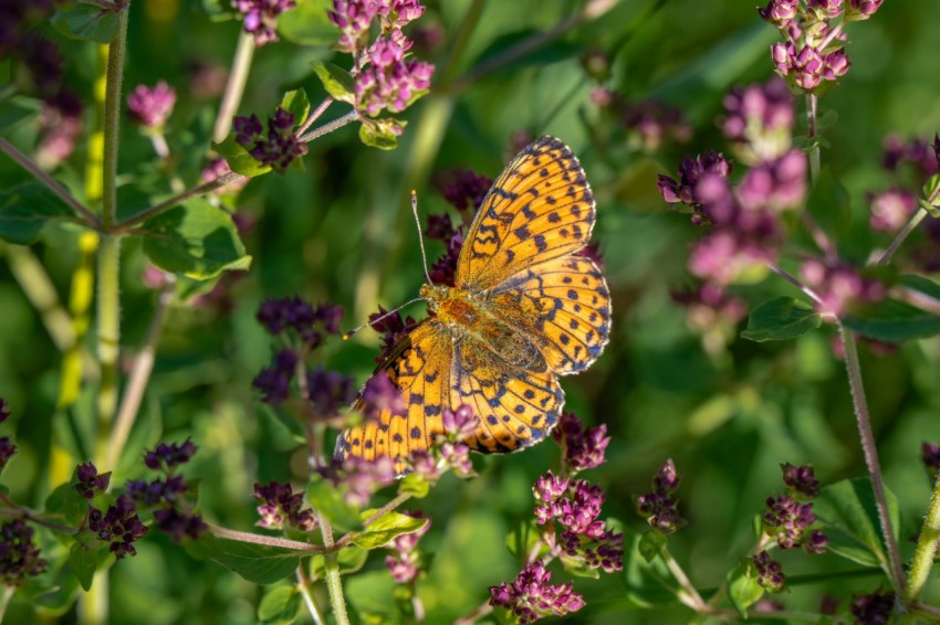 a yellow butterfly sitting on top of a purple flower