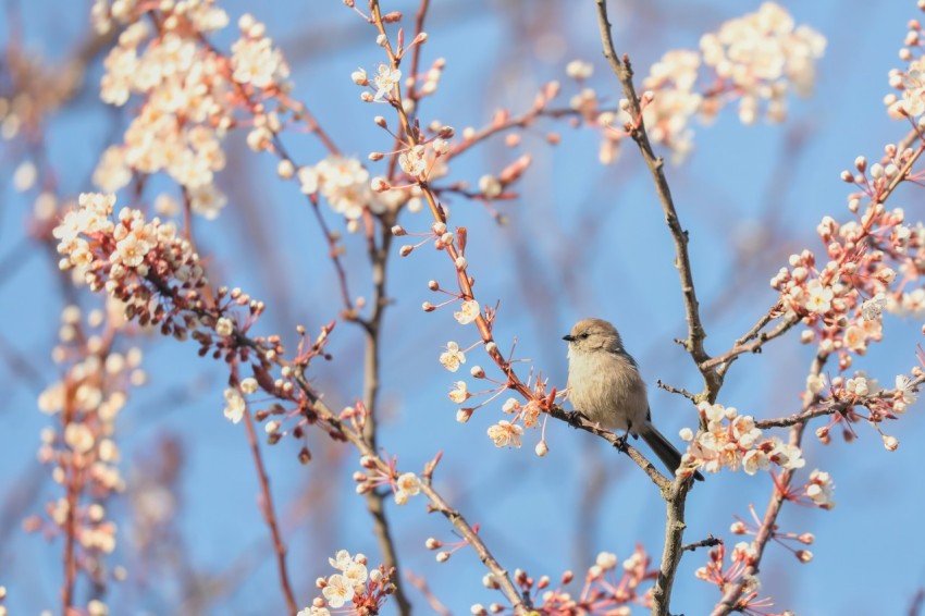 a small bird sitting on a branch of a tree