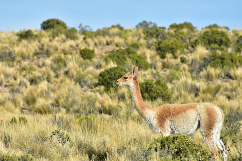 an animal that is standing in the grass