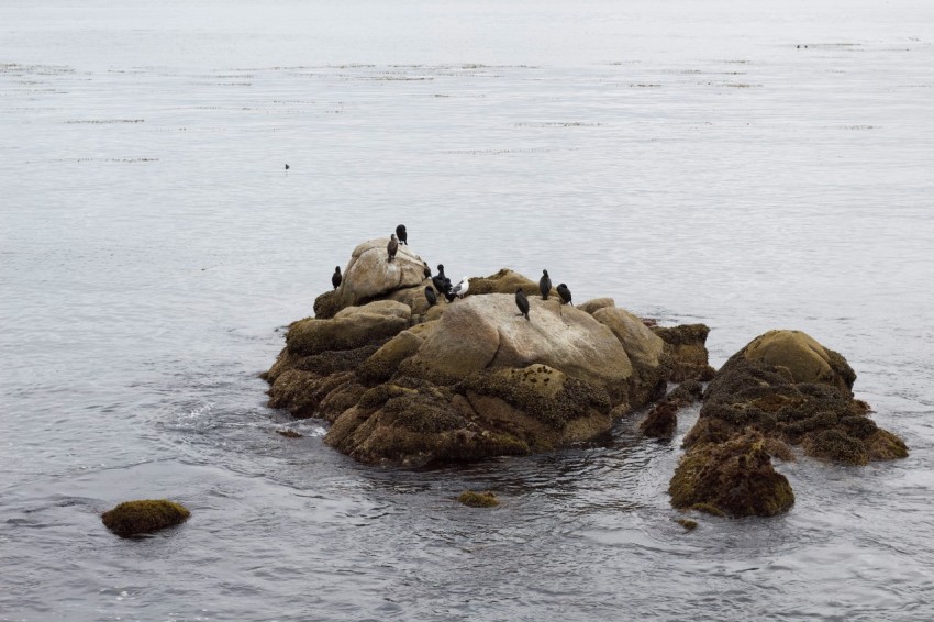 a flock of birds sitting on top of a rock in the ocean