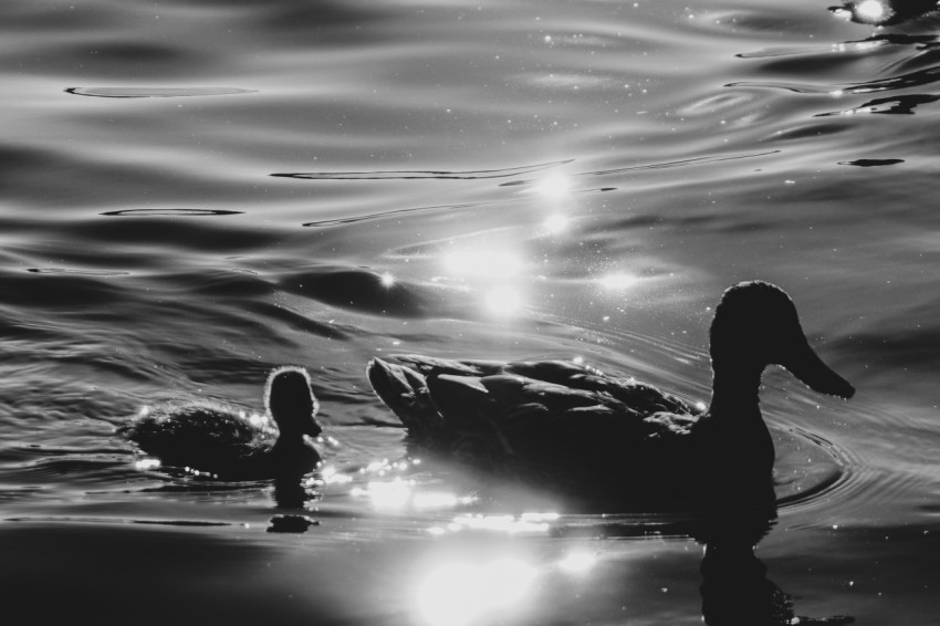 a black and white photo of two ducks in the water