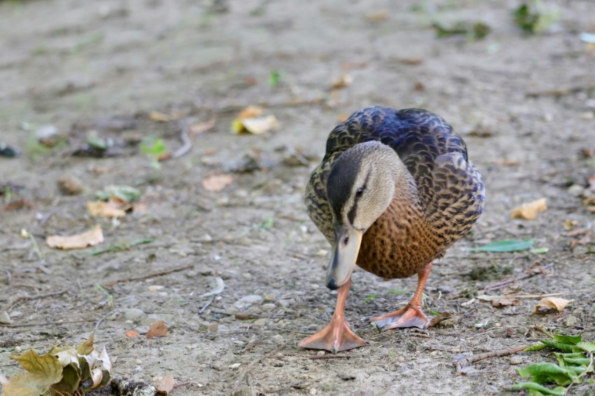 a duck standing on the ground with its head down