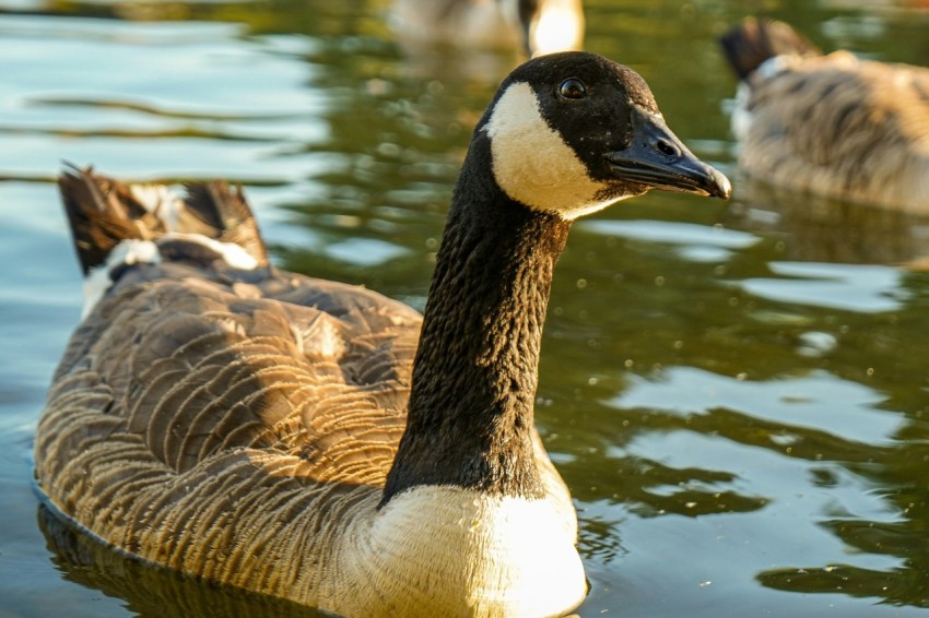 a group of ducks floating on top of a lake