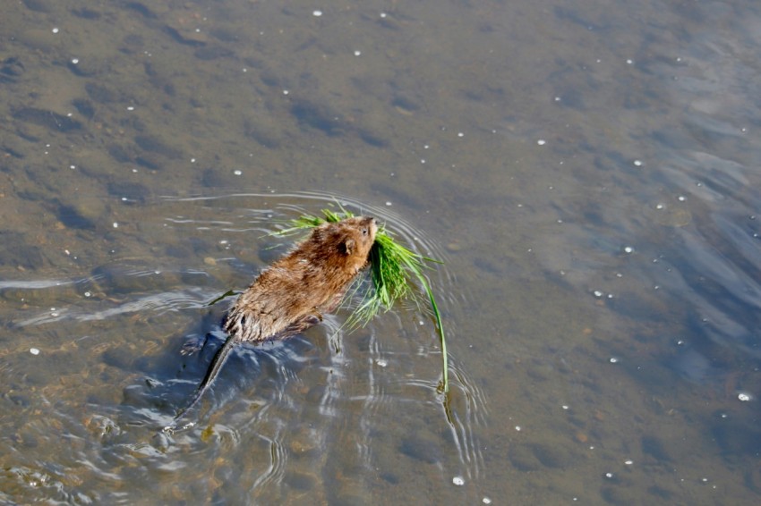 a bird is swimming in a body of water