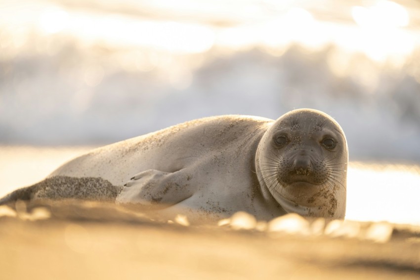 a seal laying on top of a sandy beach