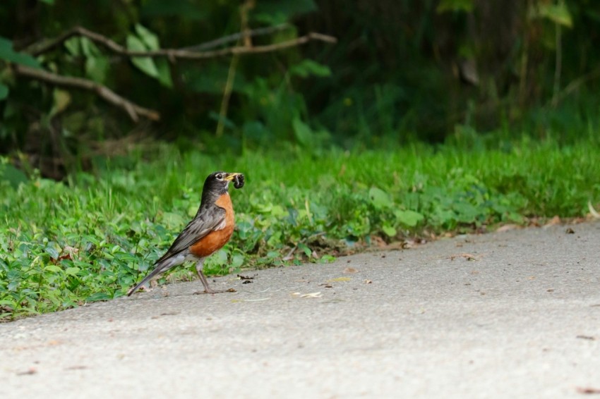 a small bird standing on the side of a road