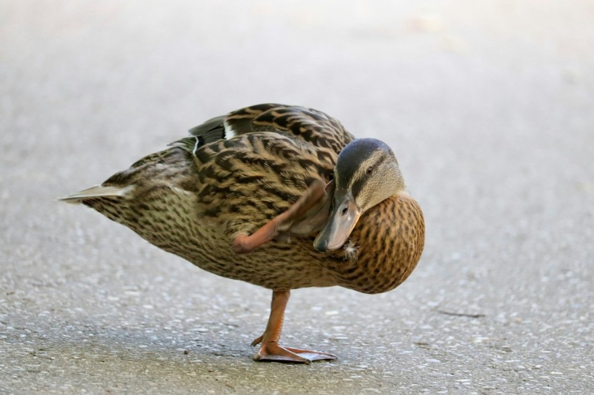 a duck with its head down on the ground