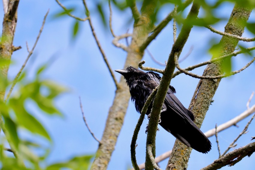 a black bird perched on a tree branch