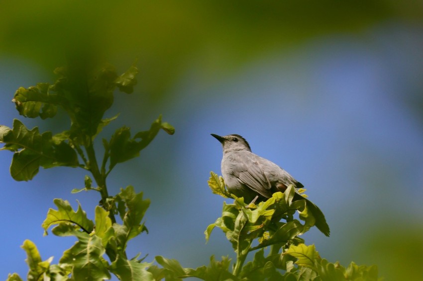 a small bird sitting on top of a tree branch nfU6k4