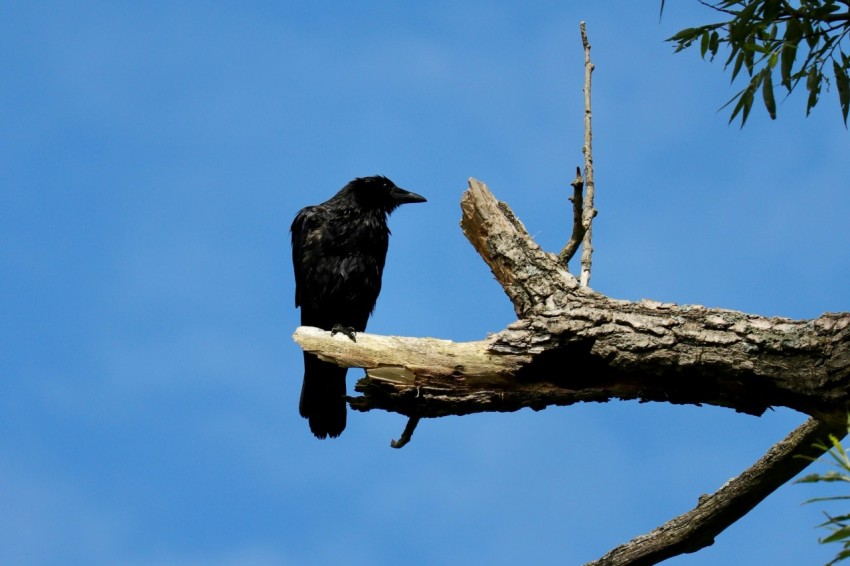 a black bird sitting on top of a tree branch