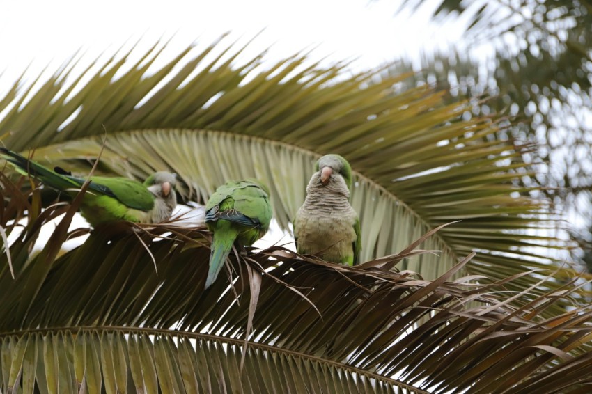 a couple of green birds sitting on top of a palm tree