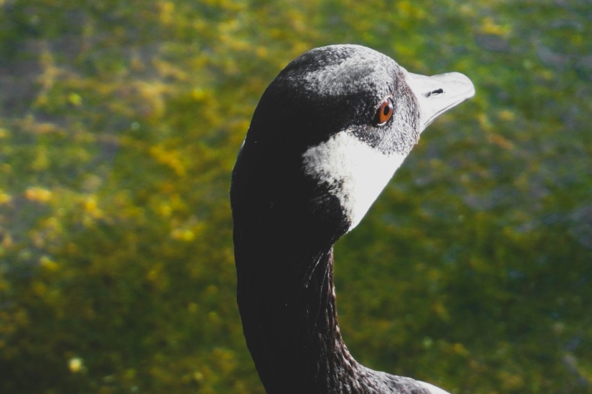 a close up of a bird with a blurry background