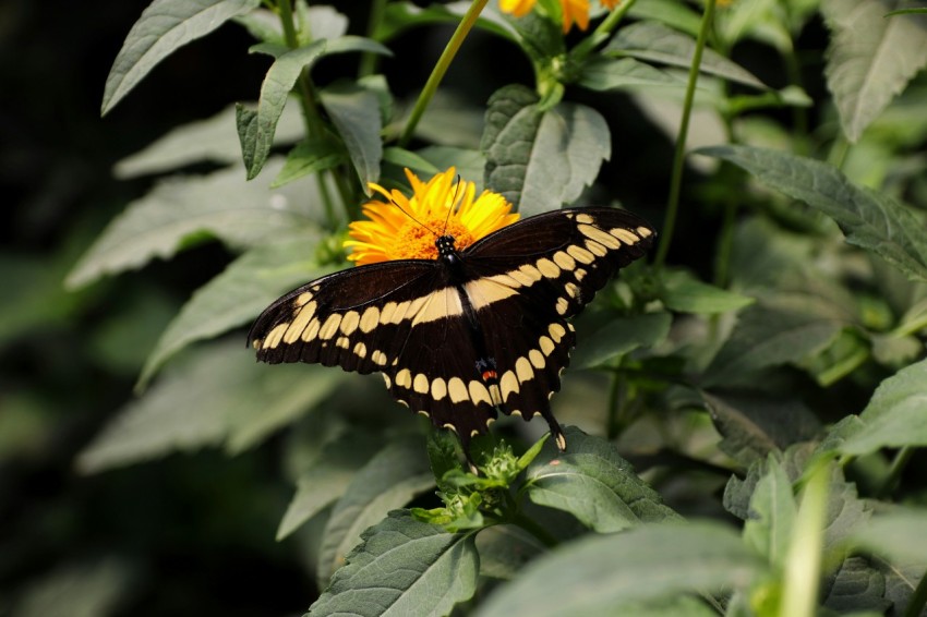 a butterfly sitting on top of a yellow flower