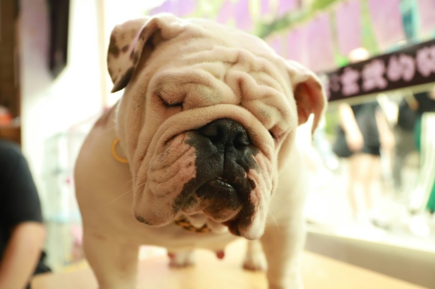 a close up of a small dog on a table