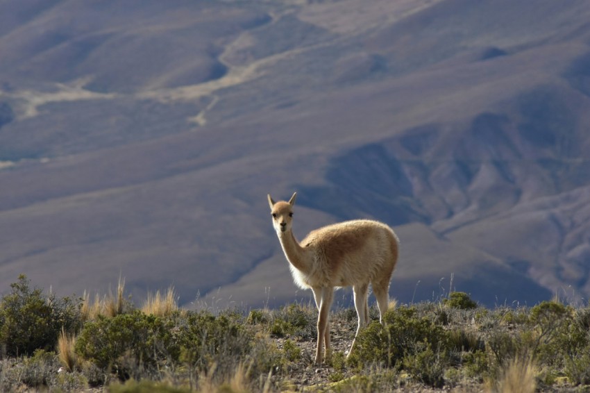 a llama standing in a field with mountains in the background