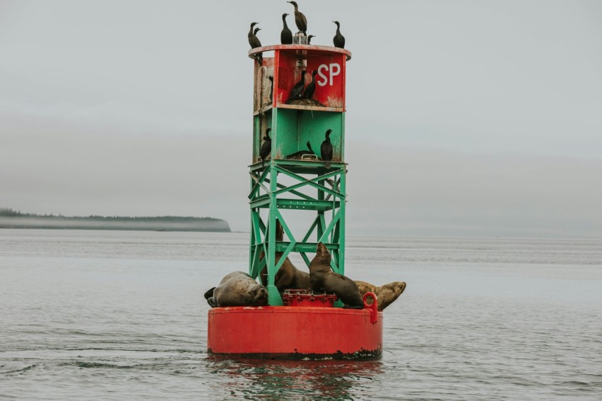 a group of seagulls sitting on top of a red buoy