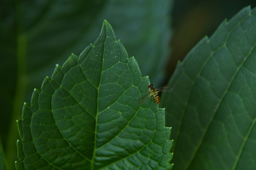 a close up of a green leaf with a bug on it