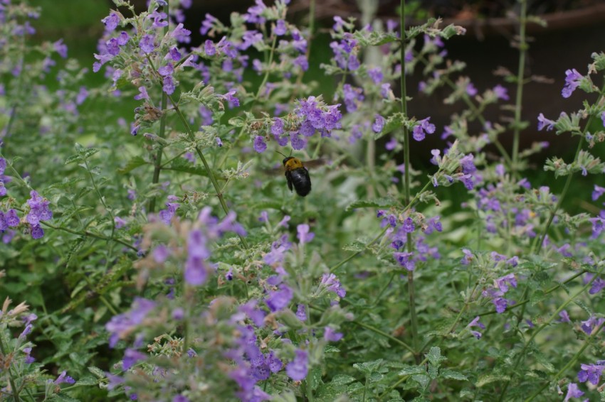 a bird is sitting on a purple flower