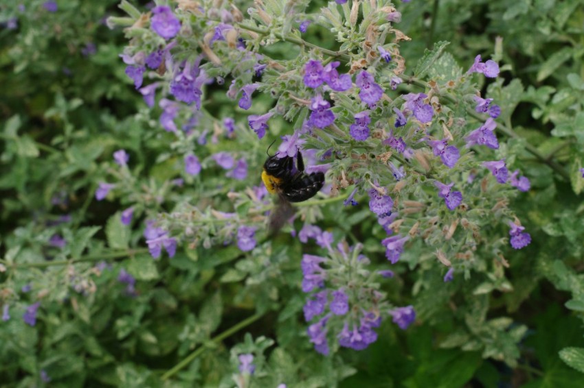 a black and yellow bird sitting on top of a purple flower