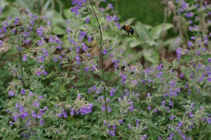 a bee flying over a field of purple flowers