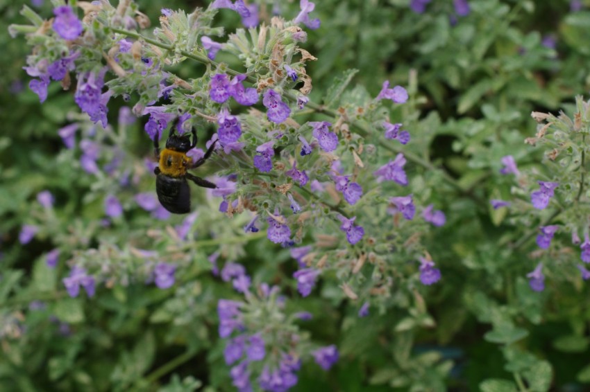 a bee sitting on top of a purple flower