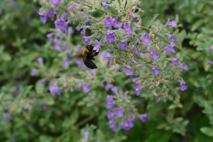 a bee sitting on top of a purple flower