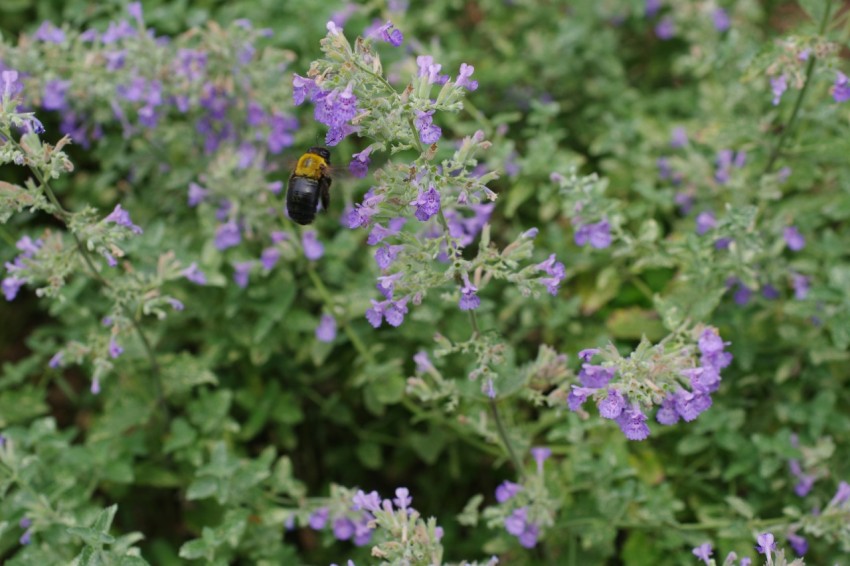 a close up of a plant with purple flowers