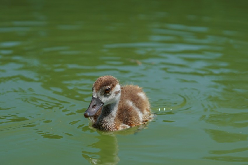 a duck swimming in a pond with green water