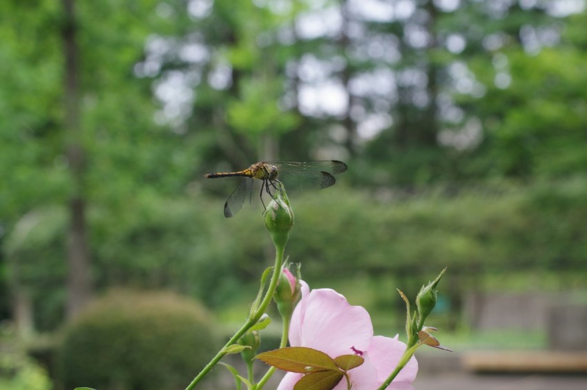 a pink flower with a dragon fly in the background 7