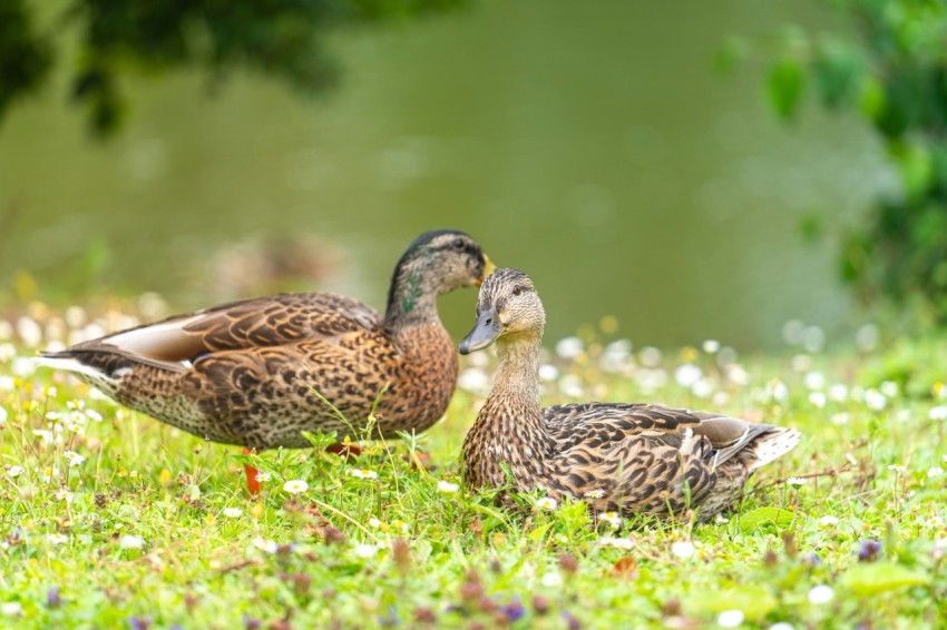 a couple of ducks sitting on top of a lush green field