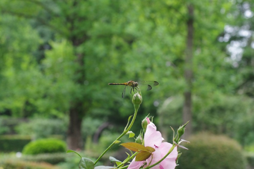 a pink flower in a vase on a table