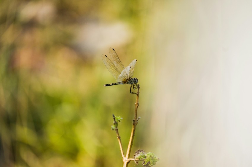 a small insect sitting on top of a plant