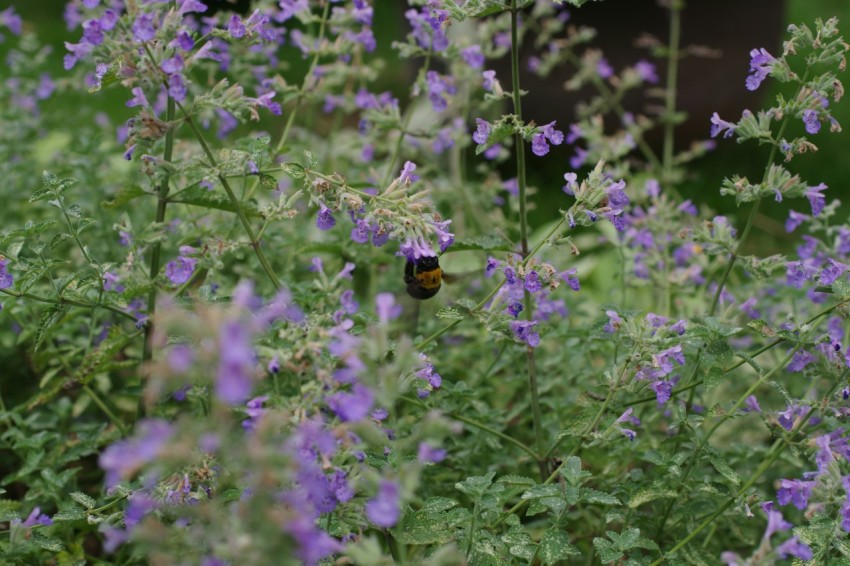 a field of purple flowers with a butterfly on it