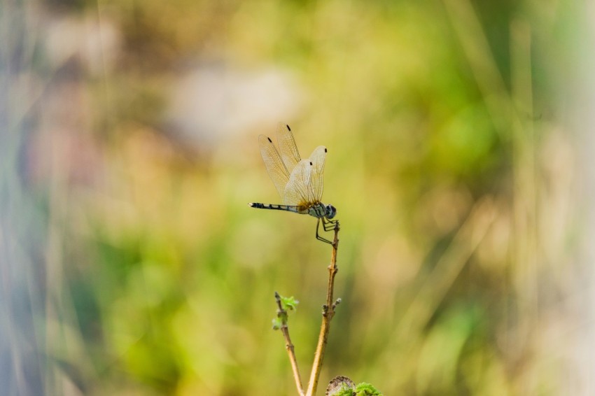 a close up of a plant with a dragonfly on it