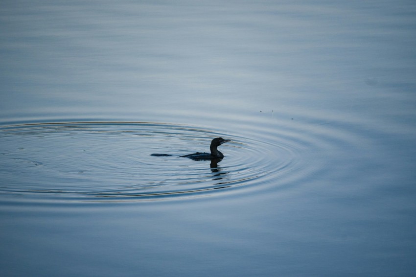 a duck floating on top of a body of water ounb