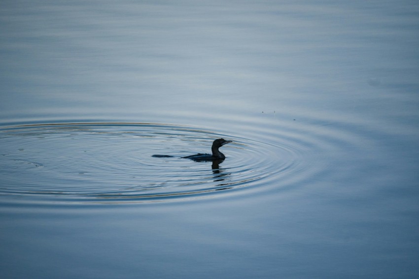 a duck floating on top of a body of water ounb
