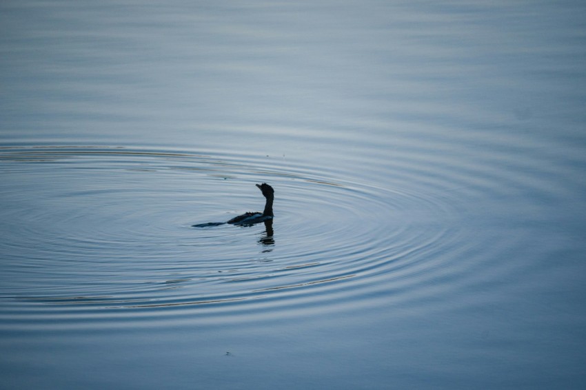 a bird floating on top of a body of water