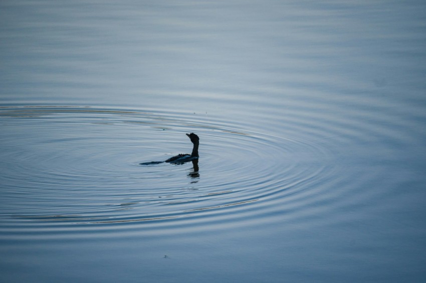 a bird floating on top of a body of water
