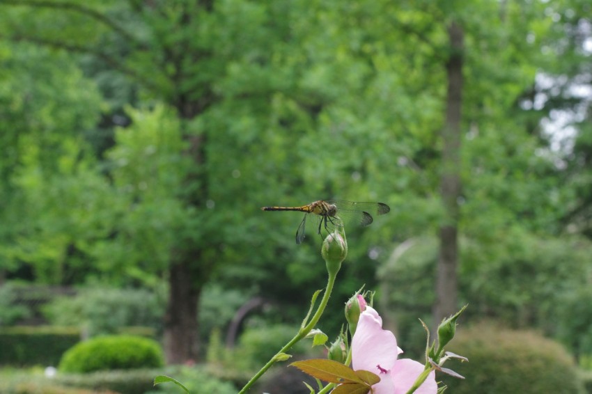 a pink flower sitting on top of a wooden table