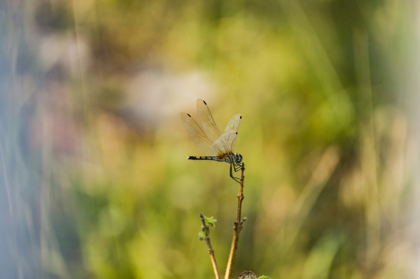 a close up of a plant with a dragonfly on it