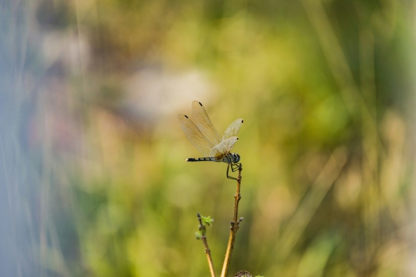 a close up of a plant with a dragonfly on it