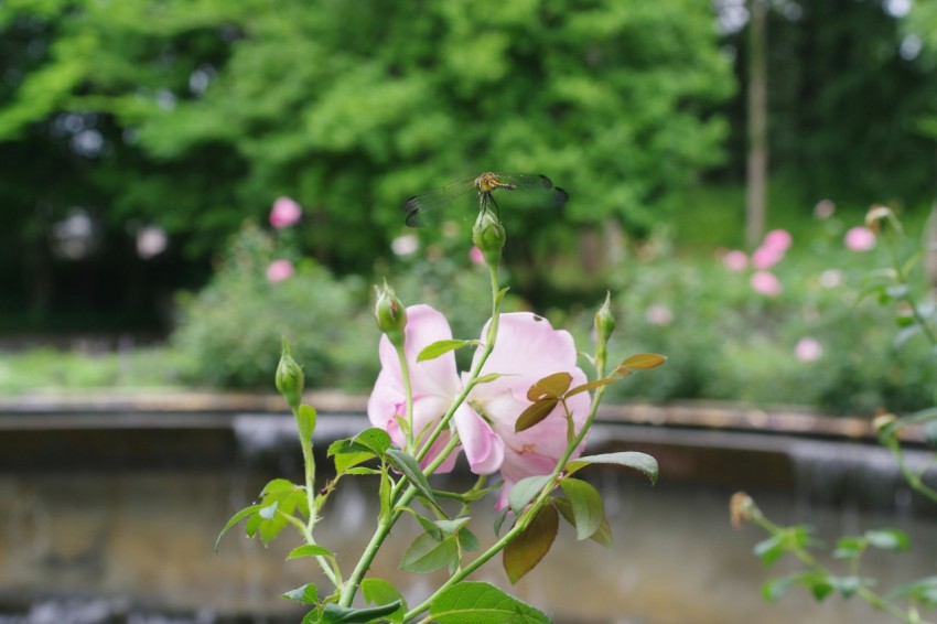 a pink rose is blooming in a garden