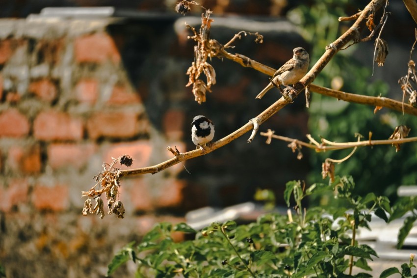 a small bird perched on a tree branch 68D