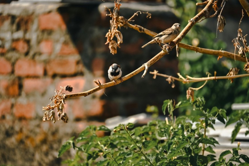 a small bird sitting on a tree branch