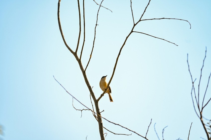 a small bird perched on top of a tree branch