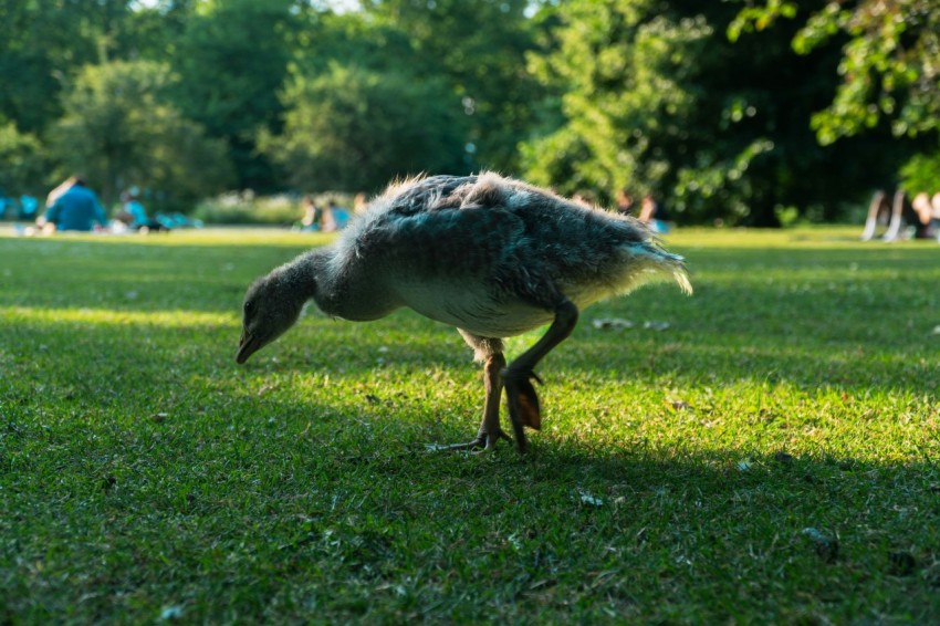 a bird standing on top of a lush green field