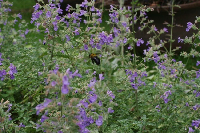 a bird is sitting on a purple flower